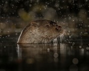 MARK ELLIS - Otter in midnight rain-